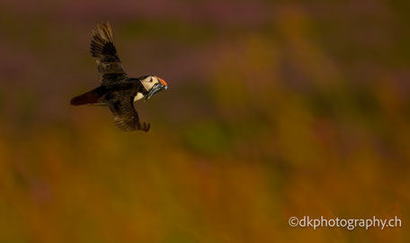 Kalender 2025 Natur photography dkphotography dk dk.photography dk_photography dk-photography demian knobel Puffin Skokholm