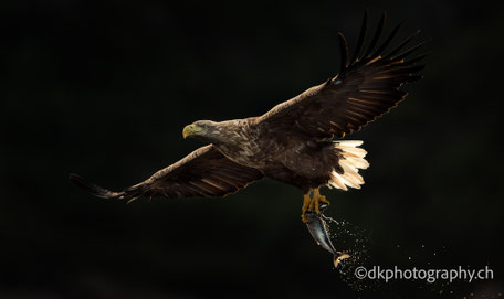 Kalender 2025 Natur photography dkphotography dk dk.photography dk_photography dk-photography demian knobel 
