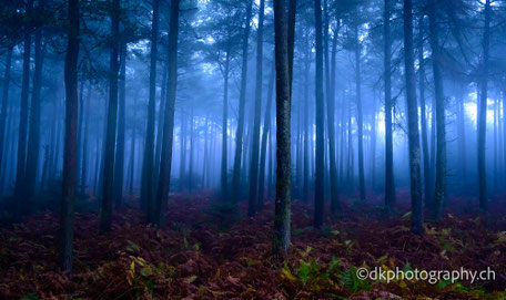 Kalender 2025 Natur photography dkphotography dk dk.photography dk_photography dk-photography demian knobel 