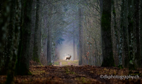 Kalender 2025 Natur photography dkphotography dk dk.photography dk_photography dk-photography demian knobel 