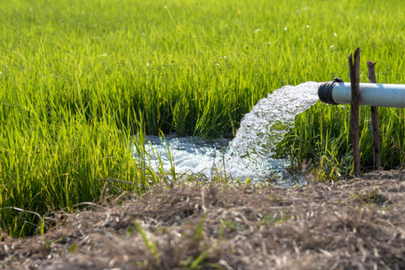 Reisanbau braucht viel Wasser