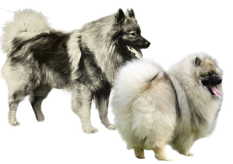 Wolfsspitz Wolfspitz Keeshond same breed differences