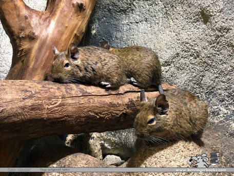 Käfighaltung Degus, Nagerterrarium, Degukäfig kaufen, Degu kaufen, Deguhaltung tiergerecht, Deguhaltung artgerecht, Nagarium, Welcher Käfig für Degus, Nagetiere, Tierschutz, Ben Nager