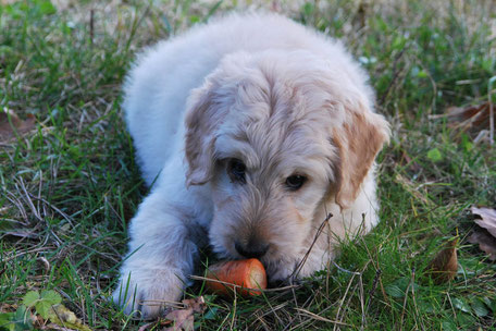 Veganes Hundefutter