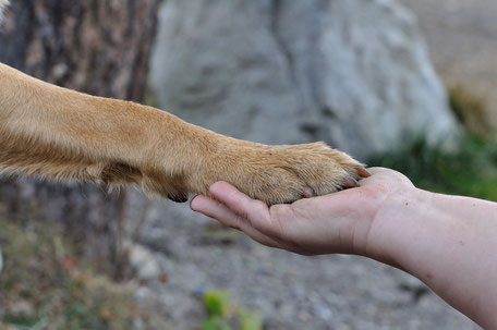 Hundepfote liegt in Menschenhand