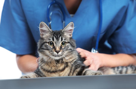 Katze sitzt auf Tisch und wird von Tierarzt gehalten