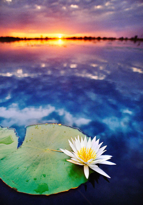 A picture of harmony as the sun going down over a body of water with a beautiful lily in the foreground area of the image.