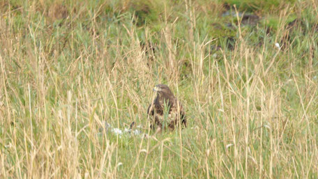 Greifvogel