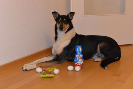 Foto: Blade liegt auf dem Fußboden, vor ihm stehen ein Schokohase, 4 Eier und eine Tüte Hundeleckerli