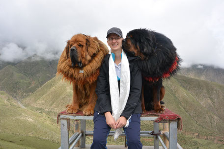 Frauchen sitzt in Tibet auf einem Podest zwischen zwei riesigen tibetischen Mastiffs, das sind sehr sehr große Hunde mit langem Fell. Der eine ist braun und schaut nach vorn, der andere ist schwarz und schnuppert Frauchen am Gesicht.  Berge im Hintergrund