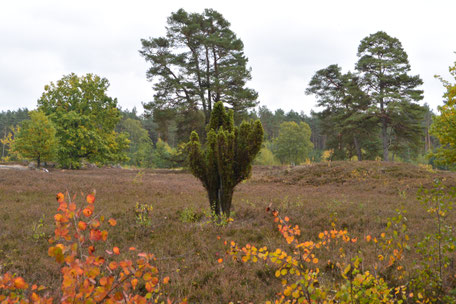 Landschaftsbild aus der Lüneburger Heide, im Vordergrund ein paar Zweige mit Herbstlaub, mittig im Bild ein Strauch umgeben von Heidekraut und im Hintergrund einige Bäume