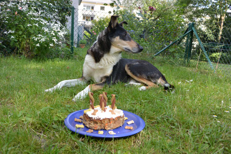 Blade liegt auf dem Rasen, vor ihm steht ein blauer Teller mit einer Torte aus Hackfleisch, in der vier Kaustangen als "Kerzen" stecken. 