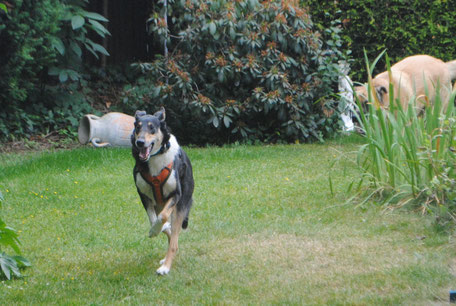 Blade rennt über eine Wiese, im Hintergrund ist noch ein anderer Hund zu sehen, der leider ein wenig von hohem Gras verdeckt ist. 