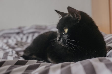 Schwarze Katze sitzt mit untergeklappten Pfoten auf einer gestreiften Bettdecke.