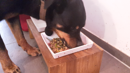 Hundefutter im Test: Shila und Fasa beim Dosencheck
