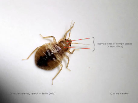 Bettwanze (Cimex lectularius): Nymphe mit Häutungsnähten