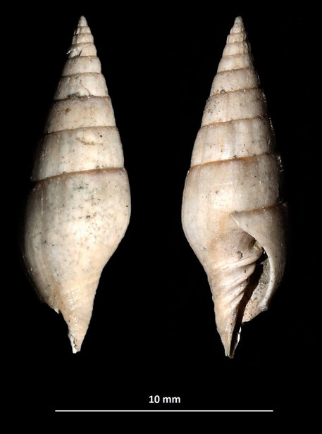 Vexillum ebenus f. plicatula, Vignola (MO)