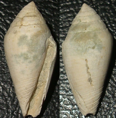 Conus dertogibbus, Macchia della Turchina, Monteromano (VT)