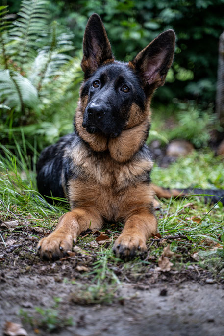 Juli:  Diego een vrolijke pup