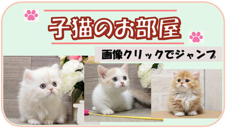 画像クリックorタップで子猫のお部屋へ｜リンク画像
