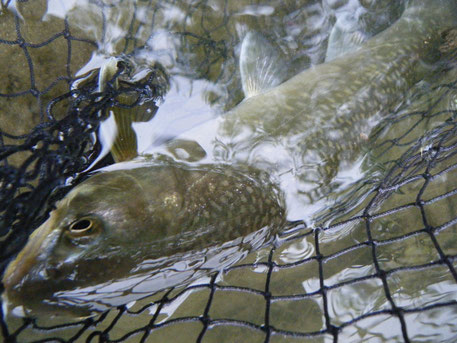 本流岩魚５０UP。ちゃんと計ろうと置いた途端逃亡。狙ってないからリリースするのに＾＾；