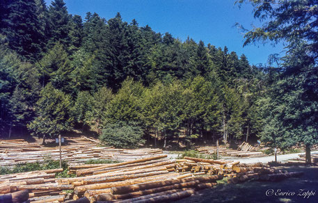 30 07 1983 - Pian della Saporita - Foresta della Lama