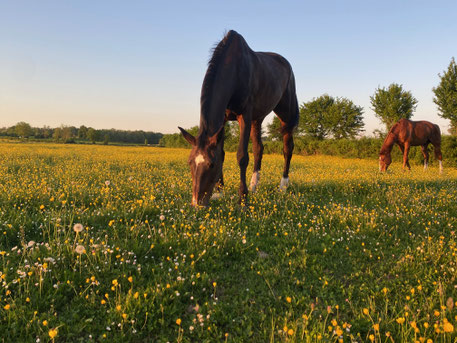 30 hectares de prés pour le bien-être de nos chevaux