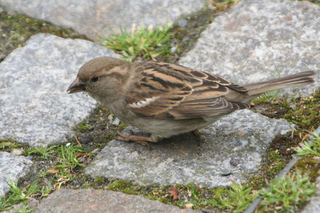Der Spatz hat wieder den ersten Platz erobert! Foto: NABU