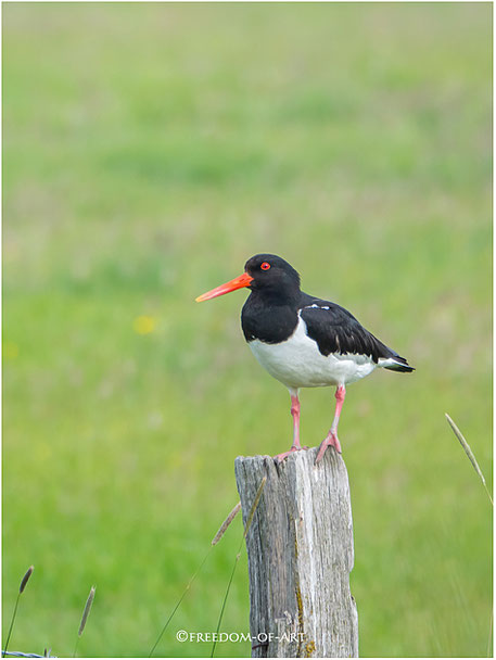 Austernfischer (Haematopodidae, Haematopus)