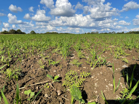 Zwischenfrüchte auf dem Acker Hof Neu-Rehberg Angeln
