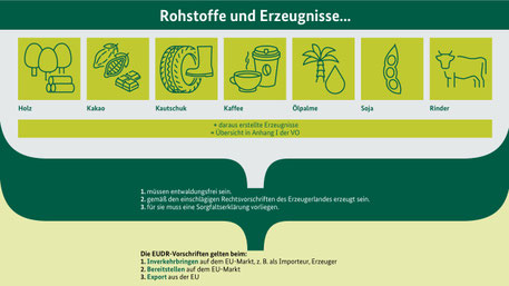 Die Infografik erklärt, welche Rohstoffe durch die EUDR (Verordnung (EU) 2023/1115 betroffen sind: Holz, Kakao, Kautschuk, Kaffee, Ölpalme, Soja und Rinder. Gilt in der EU für Inverkehrbringer, Bereitsteller und Importeure. Sorgfaltserklärungen notwendig