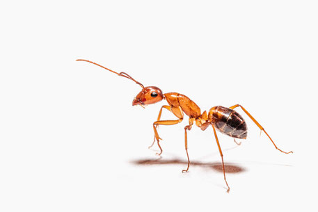 Das Bild zeigt eine Ameise. Diese steht als Platzhalter für mögliche Gliederfüßer, die im hier vorliegenden Fall durch das Biozid Imidacloprid - ein Neonicotinoid - vernichtet werden sollen. Der  Wirkstoff wird z.B. in Ameisenköderdosen eingesetzt.