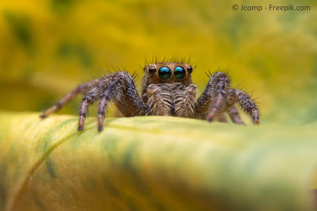 Das Bild zeigt eine Spinne als Beispiel eines Gliederfüßlers (Arthropoden). Die betroffenen Biozidprodukte sind  für die Produktart 18 zur Bekämpfung von Arthropoden vorgesehen.