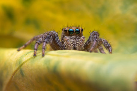 Die Zulassung des Biozidproduktes bezieht sich auf ein Schädlingsbekämpfungsmittel der Produktart 18. Das Bild zeigt hierfür als Platzhalter eine Spinne.