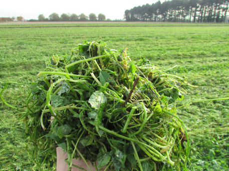 Mowing clover can generate much organic matter, which can then be worked into the soil by worms and through strip tillage prior to drilling.