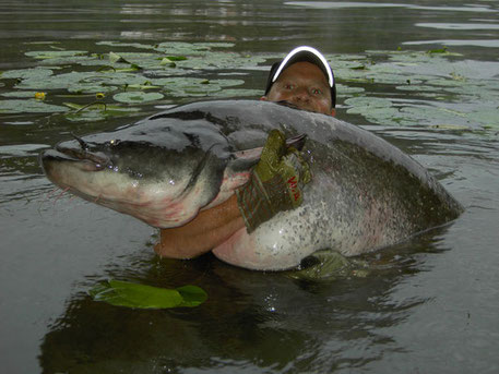 Peter Merkel mit einem dicken Waller aus Eberbach am Neckar.