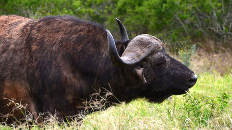 Big 5 Tiere Afrika Safari - Büffel