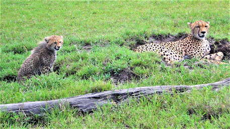 Big 5 Tiere Afrika Safari - Leopard