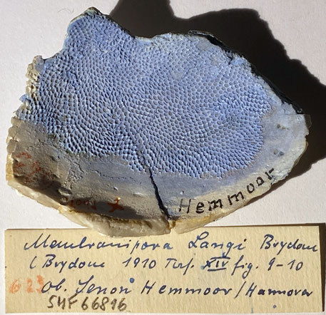 Senckenberg, Bryozoa, Bryozoen, Moostierchen, Sammlung Voigt