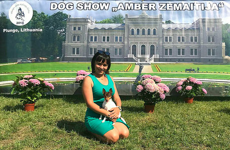 #тойфокстерьер #амертой #террабалтика #toyfoxterrier #terrabaltika #puppies #kennel