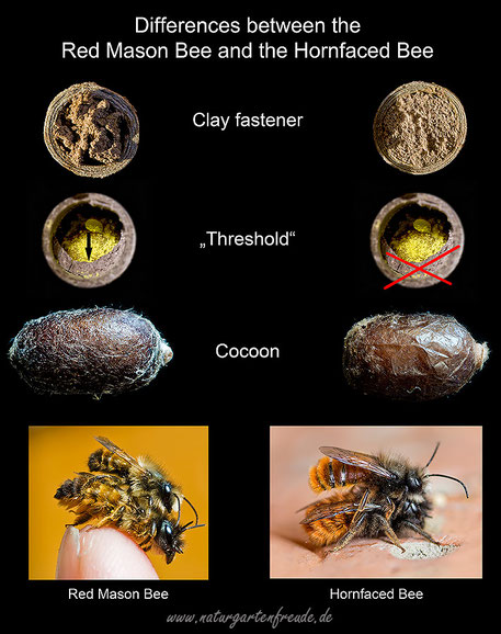 poster Red Mason Bee Hornface Bee Osmia cornuta Osmia bicornis cocoon mating insect nesting aid insect hotel 