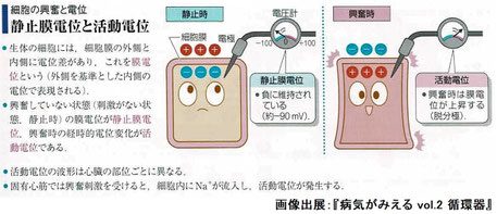 静止膜と活動電位