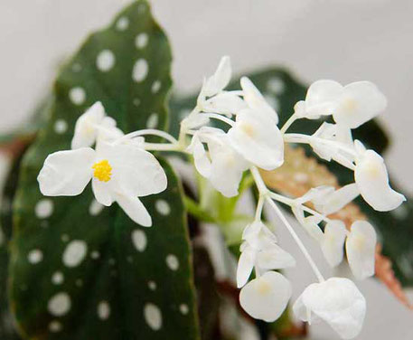 Begonia maculata Forellenbegonie