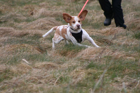 Foto: Andreas Bumb, Bettina mit Waffle beim Jagdkontrolltraining in den Niederlanden (Urlaub mit Hund)
