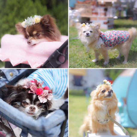 犬連れ イベント チワワエキスポ