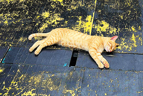                  Cat on vacation in Budva