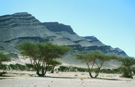 Station du Sahara marocain sur Acacias dans la région d'Icht (Bas-Drâa) 