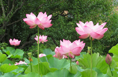 八王子市の春の花 その１ Tottoko Jimdoページ