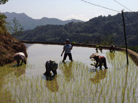 Rice Field Experience in Ifugao's World Heritage Rice Terraces