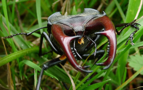 Coléoptère Lucane cerf-volant / Beetle Stag beetle / Photos de Crystal Jones / http://jardin-secret-de-crystal-jones.jimdo.com/ Photographies de la nature
